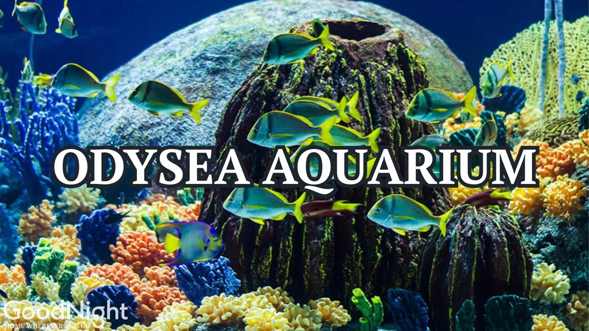 A vibrant underwater scene with colorful coral formations, swimming fish, and textured rock structures. The image is playful and immersive, evoking the excitement and wonder of exploring marine life, much like the experiences at OdySea Aquarium mentioned in the section.